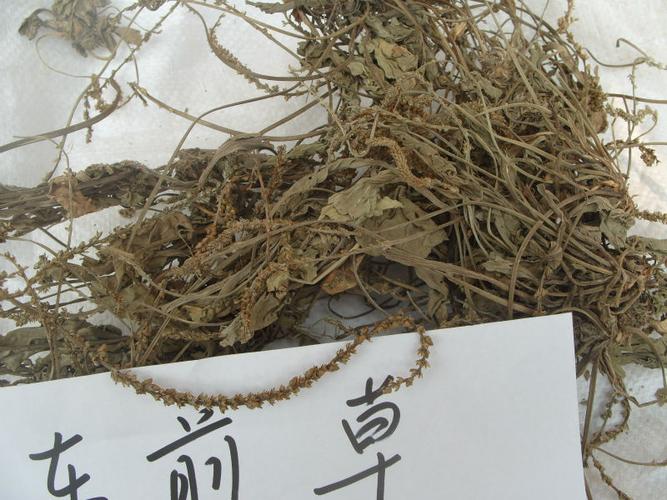 批发供应优质农产品中药材原料出口商检车前草
