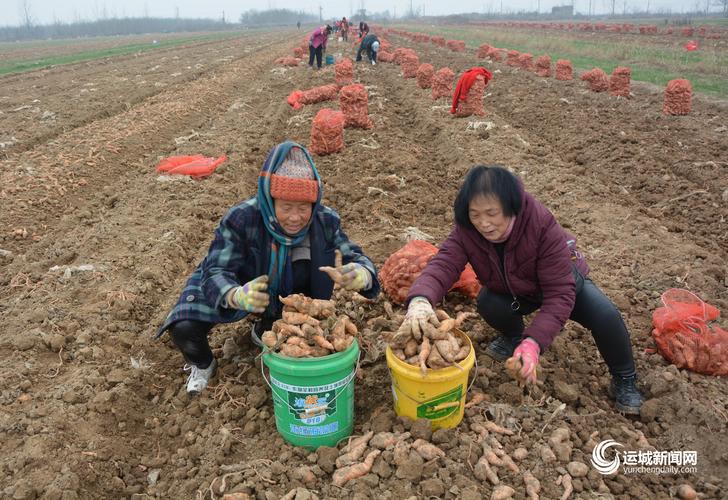 中药材喜获丰收